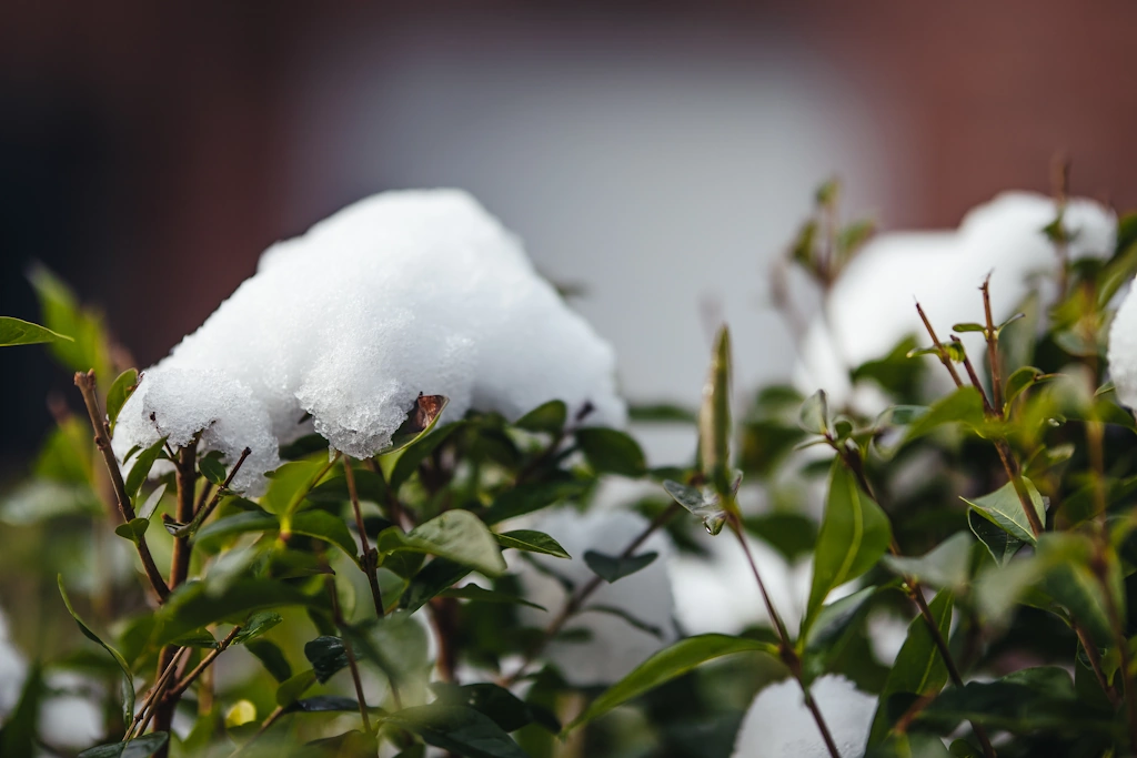 premières neige